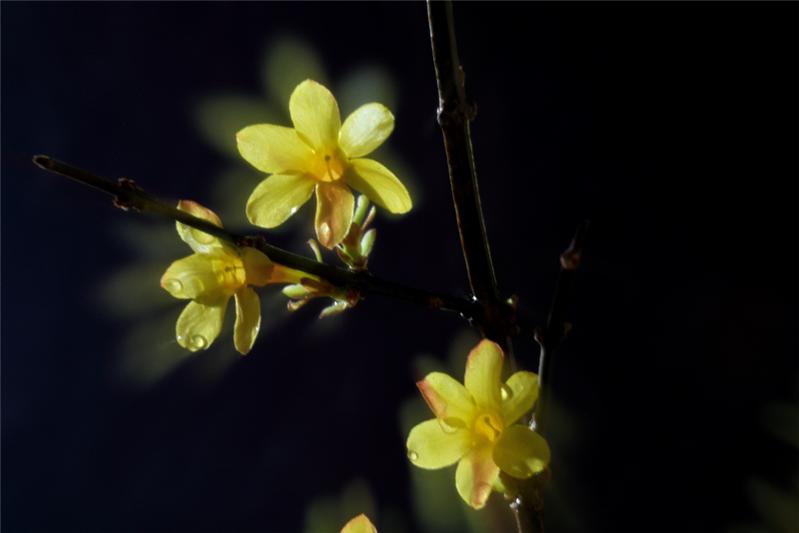 《春梦》