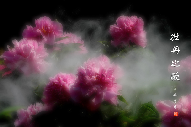 牡丹之歌