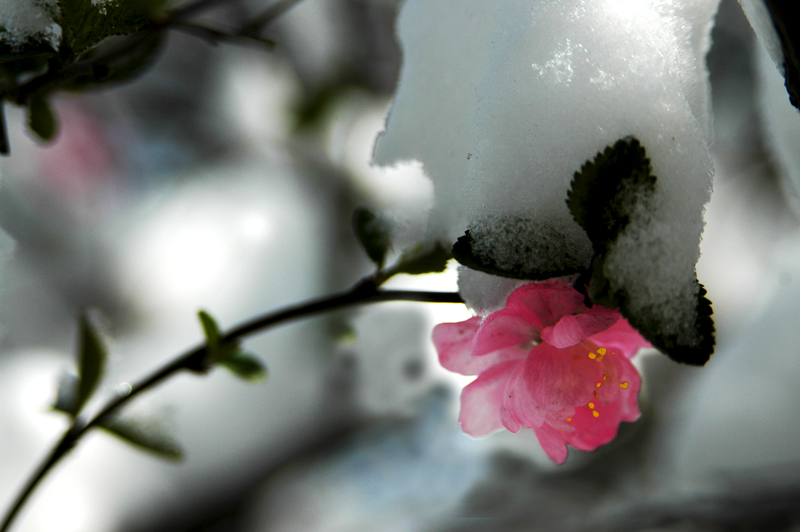傲雪迎春