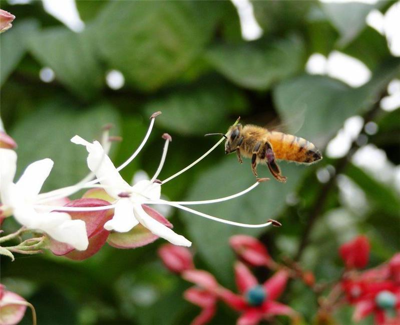 春暖花开蜜蜂忙