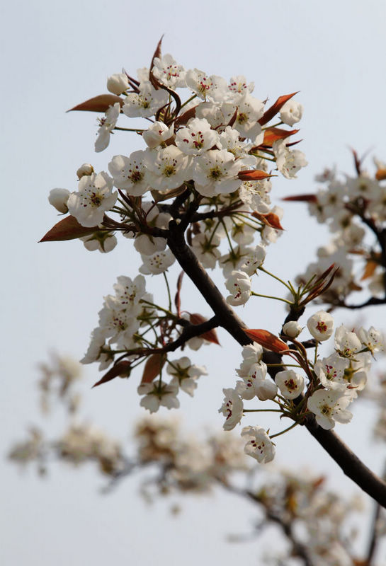 梨花开了