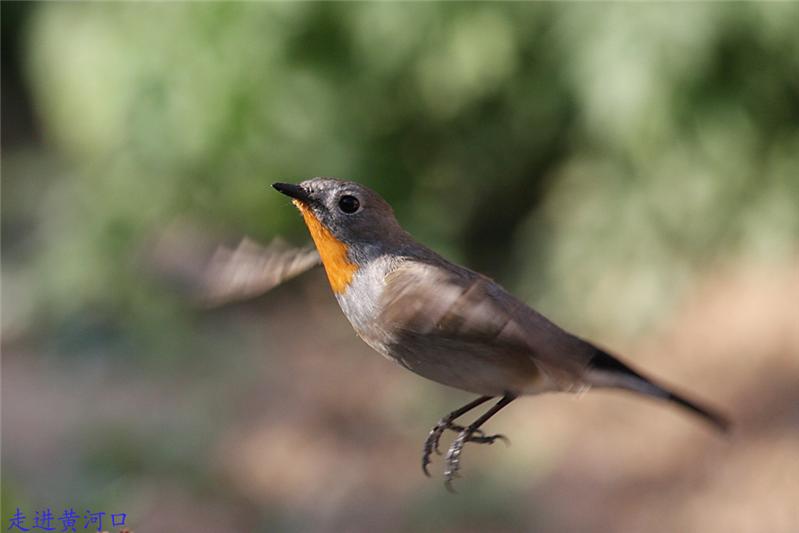 《飞雁滩黄喉姬鹟 》