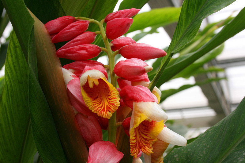 日出姜花红似火