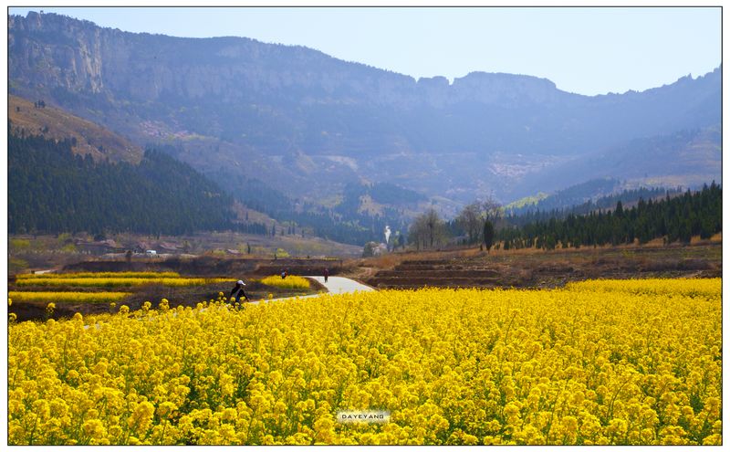 油菜花开映马山之二