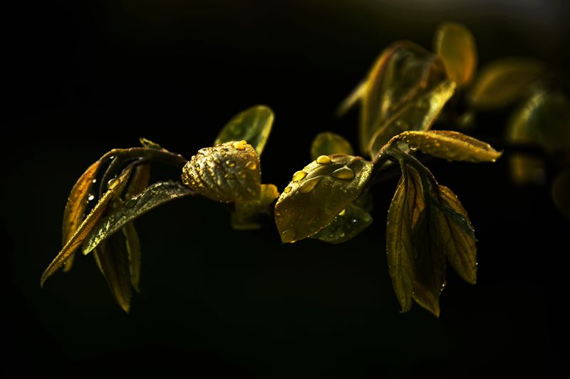 春芽