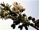 春暖花开