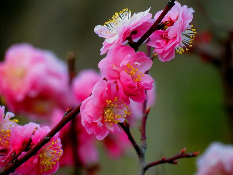 春花