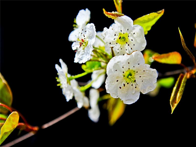 淡白梨花