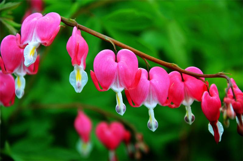 花意