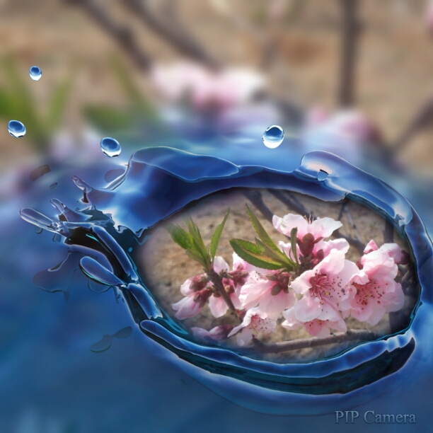 梦之花