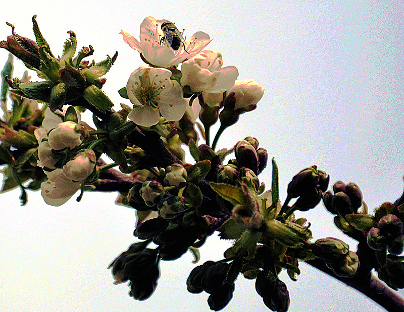 春暖花开