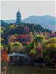 红叶为媒山作证