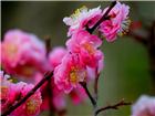 春花