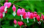 花意