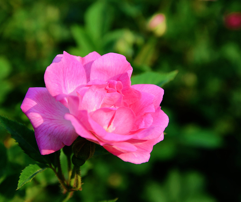 艳丽的花2