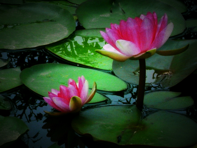 《睡莲》