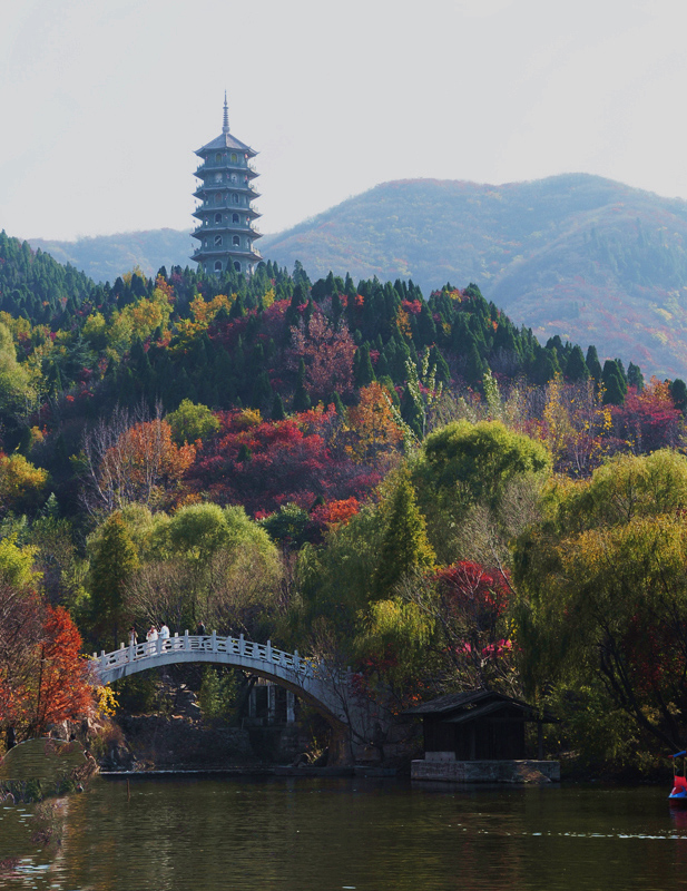 红叶为媒山作证