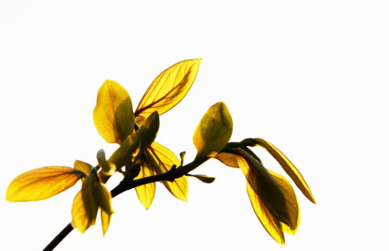 春芽2