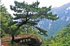 庐山劲松