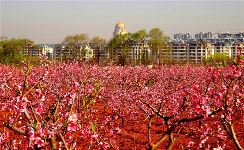 桃花城