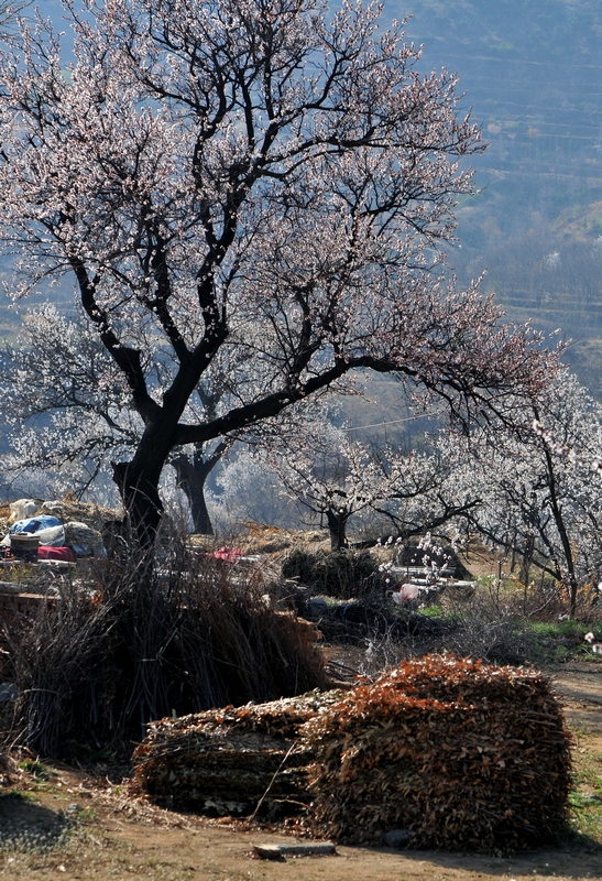 《村头》