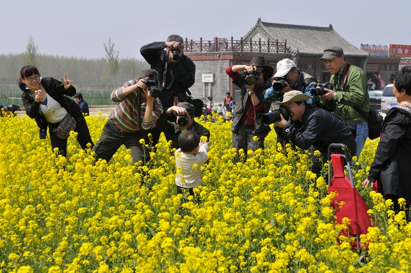 油菜花香之三