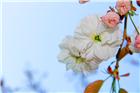 春花