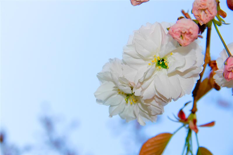春花
