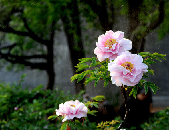 花语
