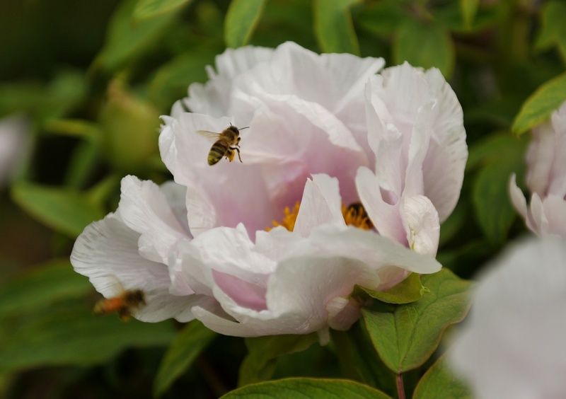 国色天香话牡丹2