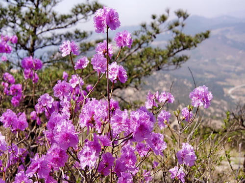 杜鹃花