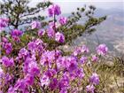 杜鹃花