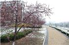 谷雨时节雪映桃花