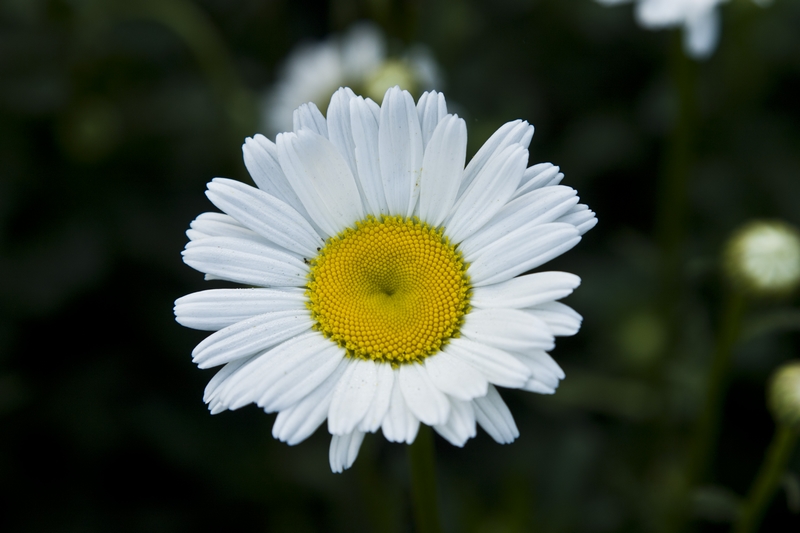 山菊花
