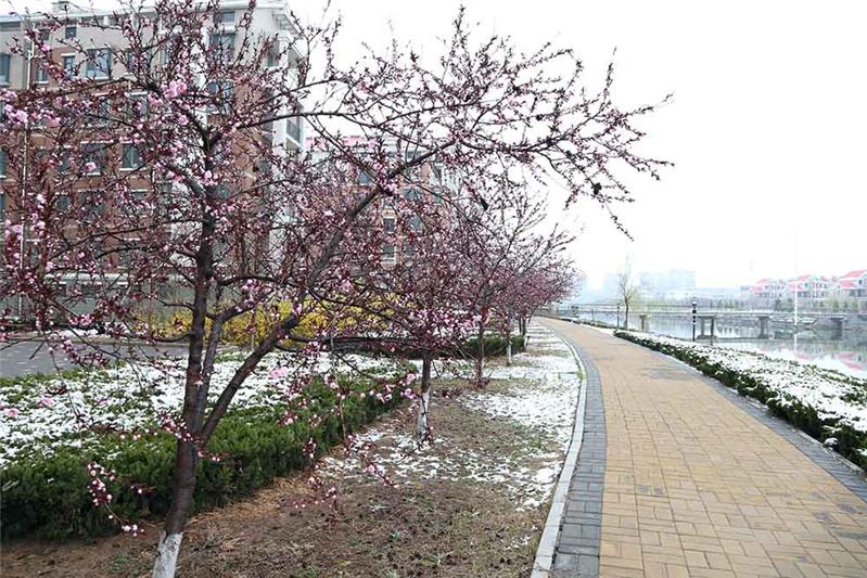谷雨时节雪映桃花