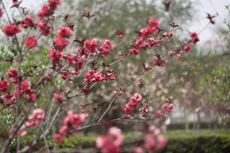 校园里的桃花