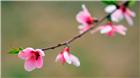 阳春三月，桃花怒放