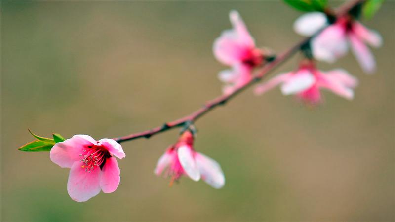 阳春三月，桃花怒放