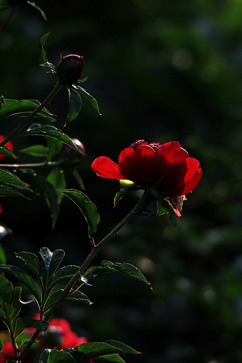 静谧的花丛