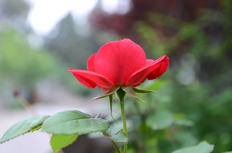 月季花