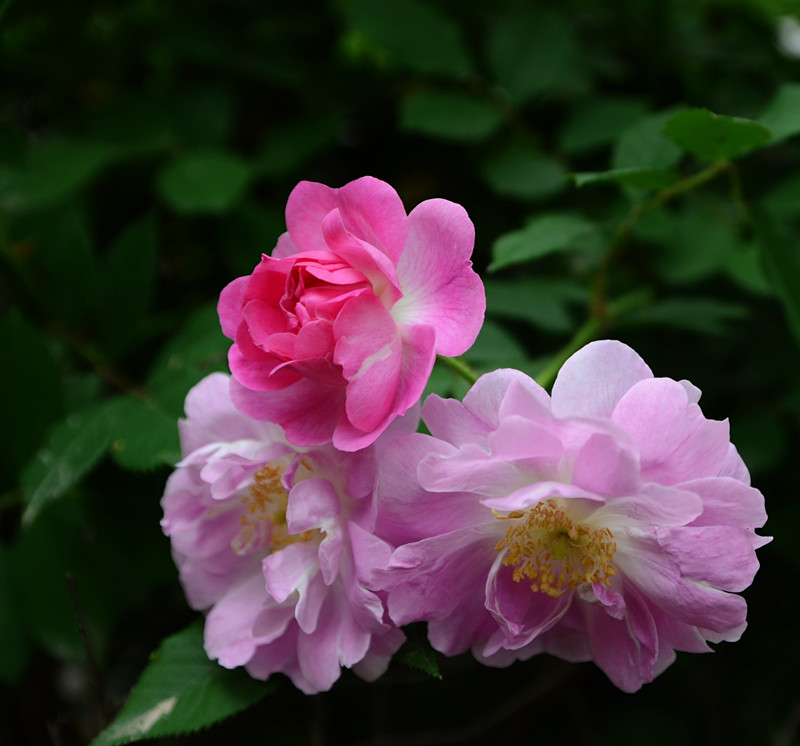 蔷薇花开3