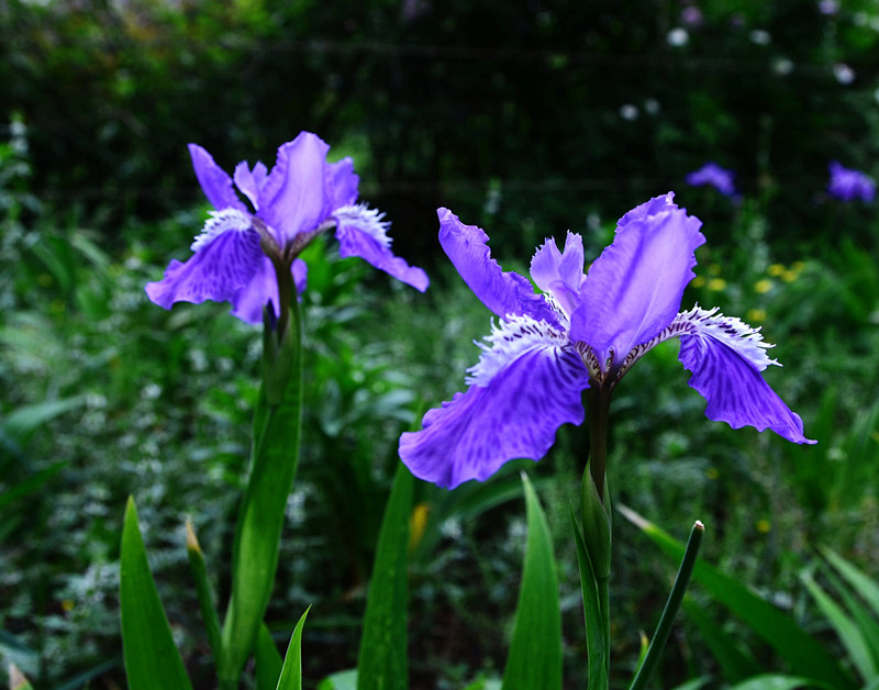 鸢尾花