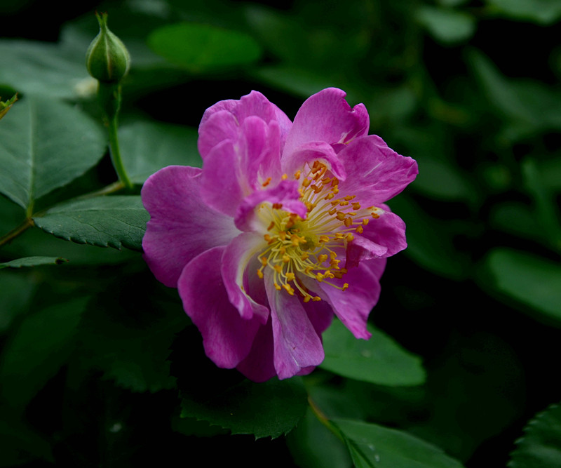 蔷薇花开1