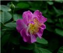 蔷薇花开1