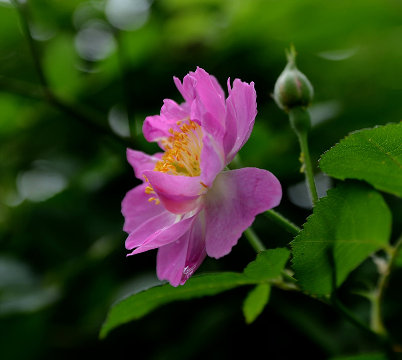 蔷薇花开2