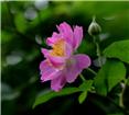 蔷薇花开2