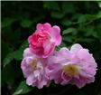 蔷薇花开3