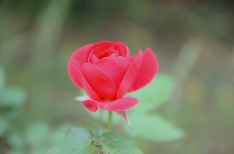 花儿朦胧