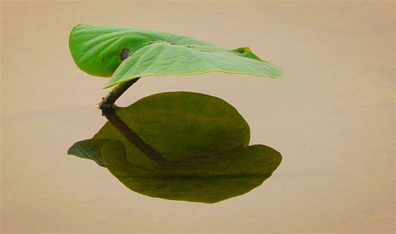 心心相映