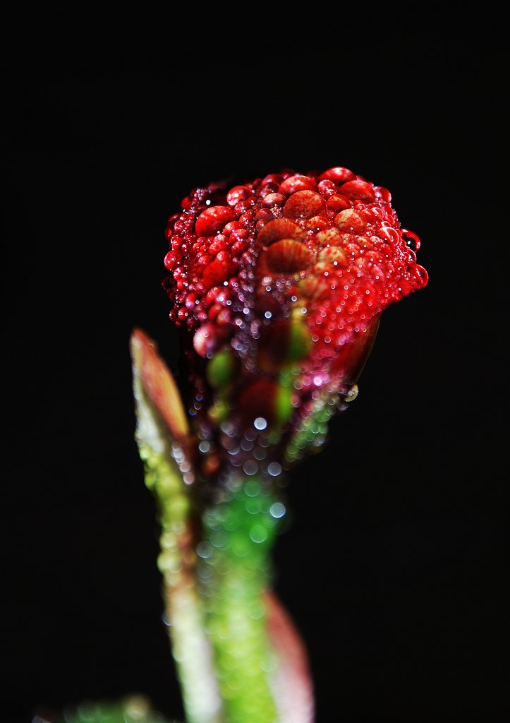 雨之润